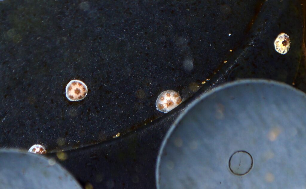 These baby Pocillopora settled out of the light, and near the heating element of the heater. Will they survive?