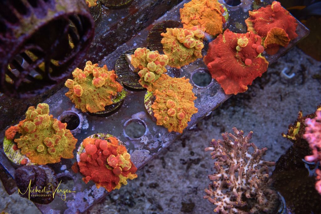 Several examples of the new Bounce Eclectus Mushroom - Image by Michael Vargas.