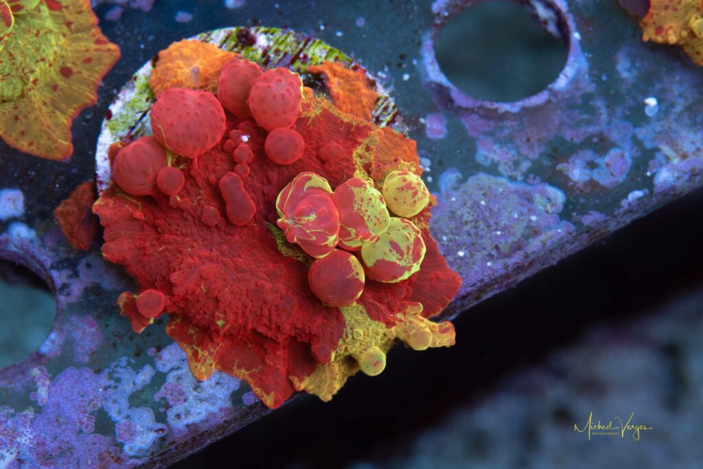 This Bounce Eclectus Mushroom from Mythical Corals is one of a few that has developed extensive red coloration. Image by Michael Vargas.