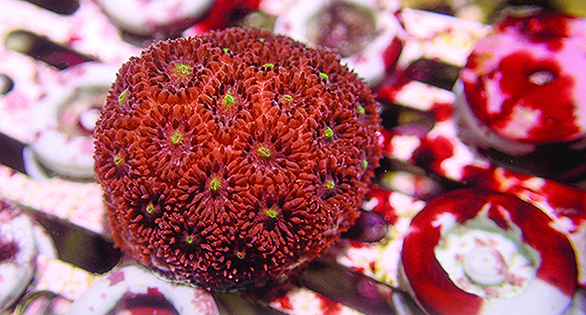Next Threshold: Sexual Culture of Aquarium Corals