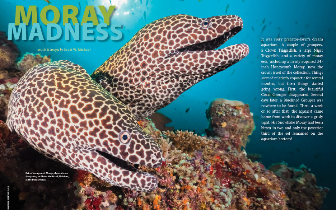 CORAL Magazine New Issue “MORAYS!” Inside Look