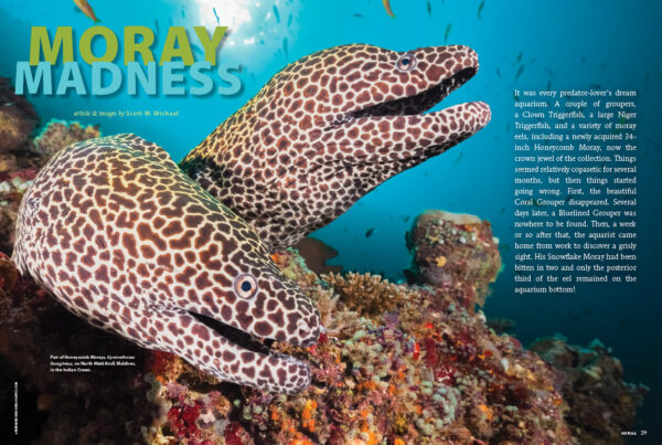 Scott Michael has a case of Moray Madness! He'll share everything you need to know about the husbandry of this diverse group of eels.