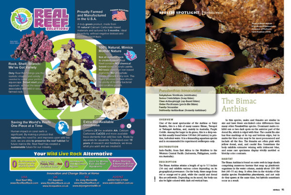 Not for the uninitiated, the Bimac Anthias (Pseudanthias bimaculatus) is a demanding aquarium species and is recommended for experienced reefkeepers only. If you're up for the challenge, Daniel Knop's SPECIES SPOTLIGHT will set you up for the best chance at success.