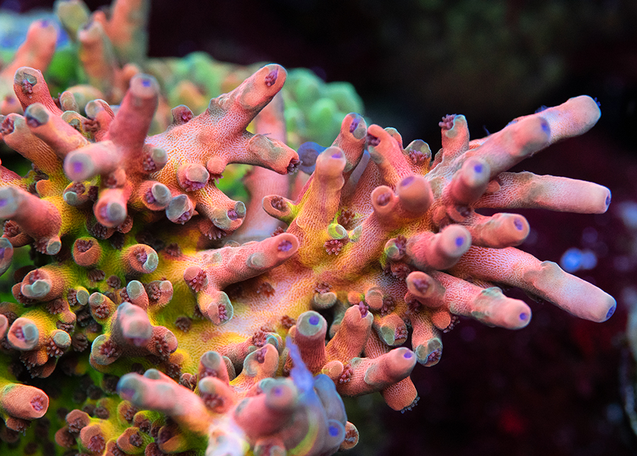 This gorgeous coral is Reef Raft Canada's Jaw Dropper Acropora, grown and fragged by hobbyist-coral farmer Thinh Vu. Image: Michael Vargas Photography.