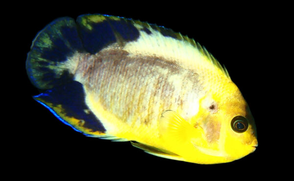 Another rare and unique Koi Angelfish has landed in the US.