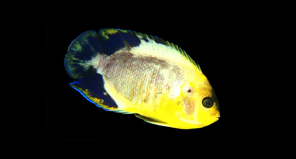 Unique Koi Pygmy Angelfish Arrives in the U.S.