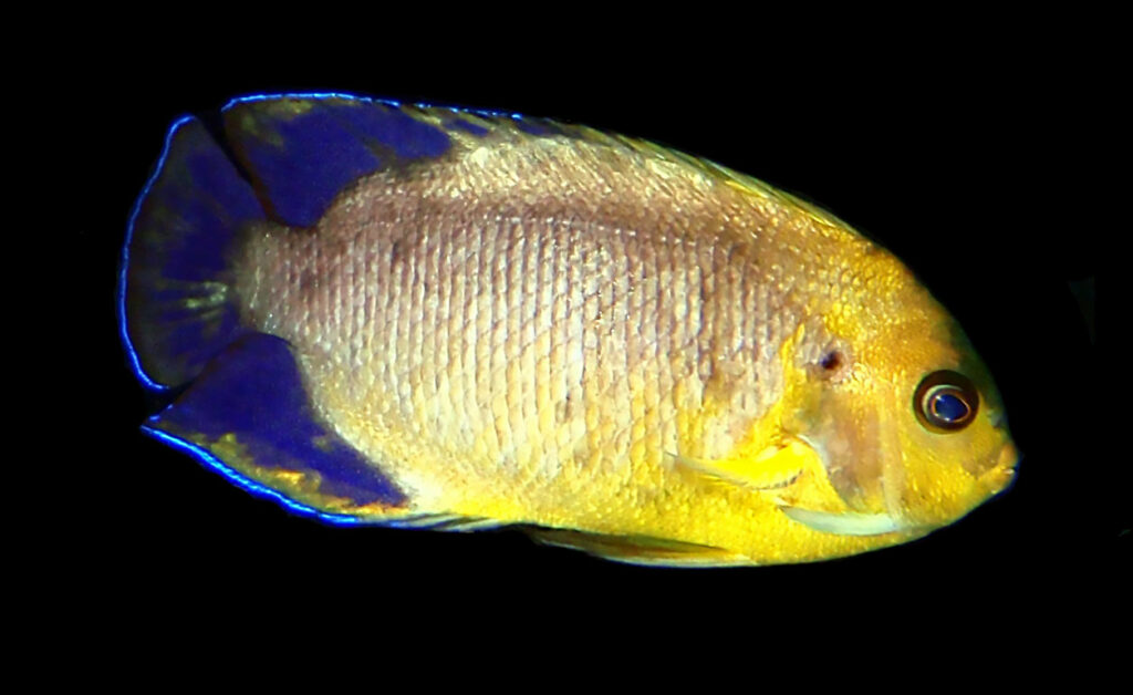 The most recent image of this one-of-a-kind Centropyge suggests it is starting to darken up and change coloration a bit. Image credit: Kris Cline/Carolina Aquatics