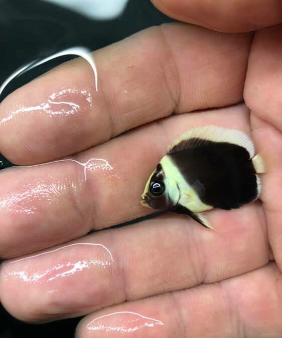 Poma Labs Breeds the Undescribed Black Phantom Angelfish