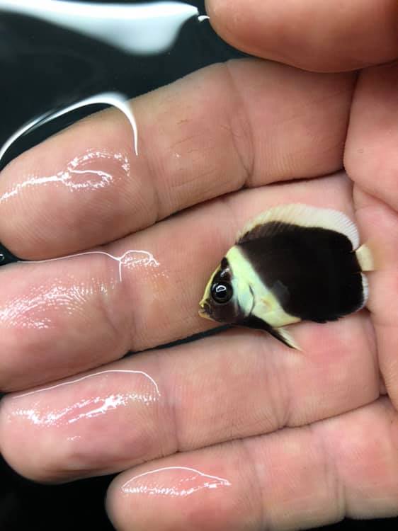 Nearing market size, this captive-bred juvenile of the undescribed Black Phantom Chaetodontoplus angelfish heralds the latest "species first" in the world of marine ornamental aquaculture, and another feather in the cap for the team at Poma Labs. Image courtesy Poma Labs.