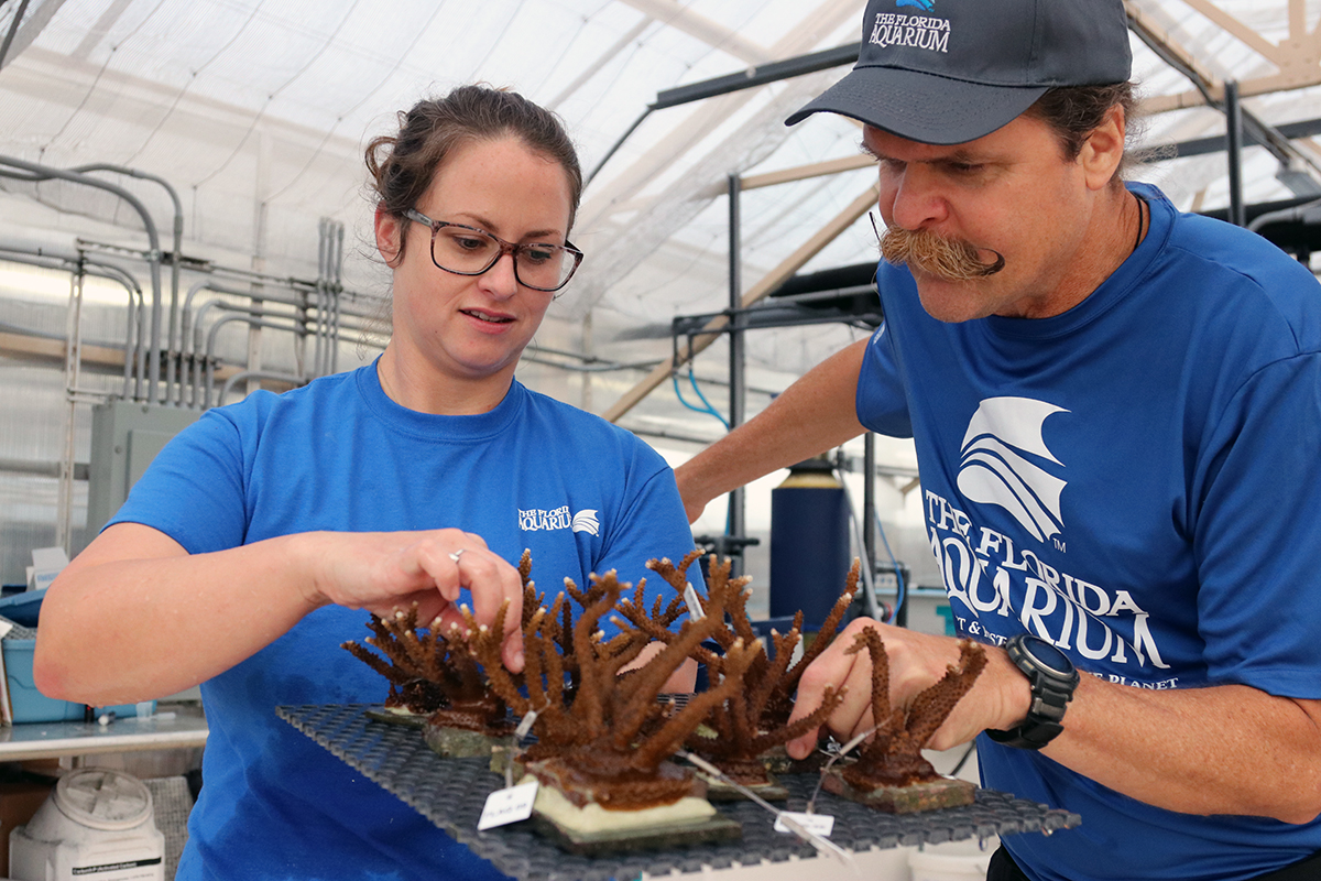 Acropora cervicornus, the endangered Staghorn Coral, is the focus of ongoing restoration efforts in Florida and throughout the Caribbean. Image credit: Florida Aquarium.