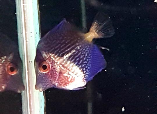 Already vibrant, this captive-bred Purple Tang is another feather in the cap for Wen-Ping Su and Bali Aquarich.