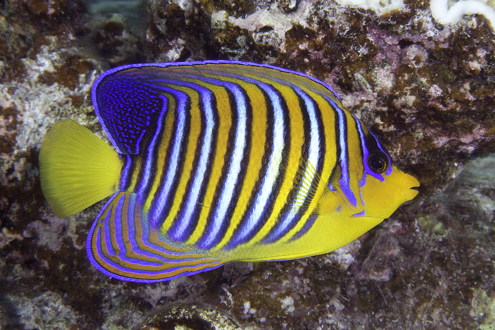 A subadult Red Sea Regal Angelfish, Pygoplites diacanthus, photographed at Marsa Alam, Egypt, by Flickr user zsispeo; CC BY-SA 2.0