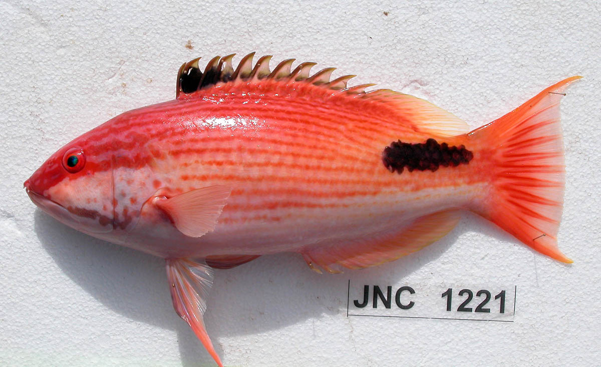 An example of the mature Bodianus busellatus. Image credit: Jean-Lou Justine, CC BY-SA 4.0