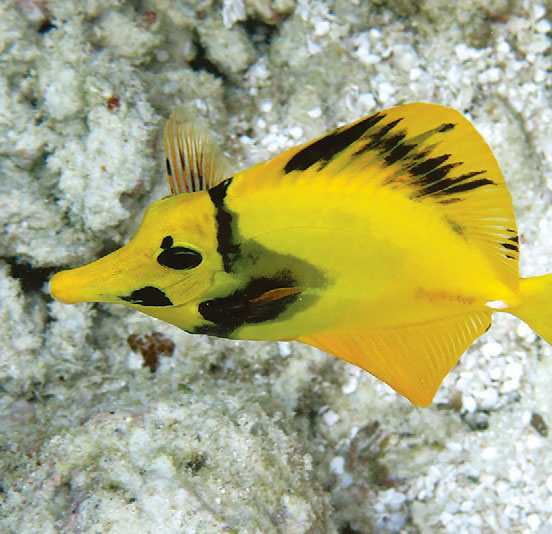 A “Koi Scopas” in shallow water close to the island of Kuredu, Lhaviyani Atoll, Maldives. Some observers speculate that the aberrant colors result from a genetic condition known as oligomelany. Image credit: R. Schmidt