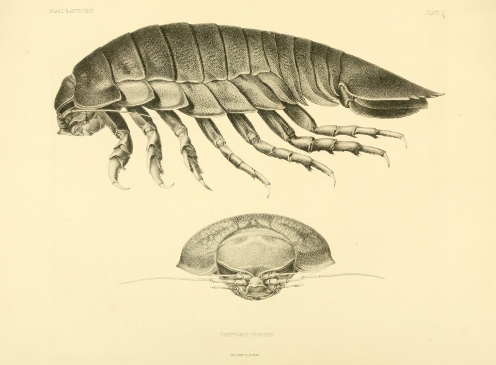 Giant Isopod, Bathynomus giganteus, as illustrated by French zoologist Alphonse Milne-Edwards in 1902, via Wikimedia Commons.