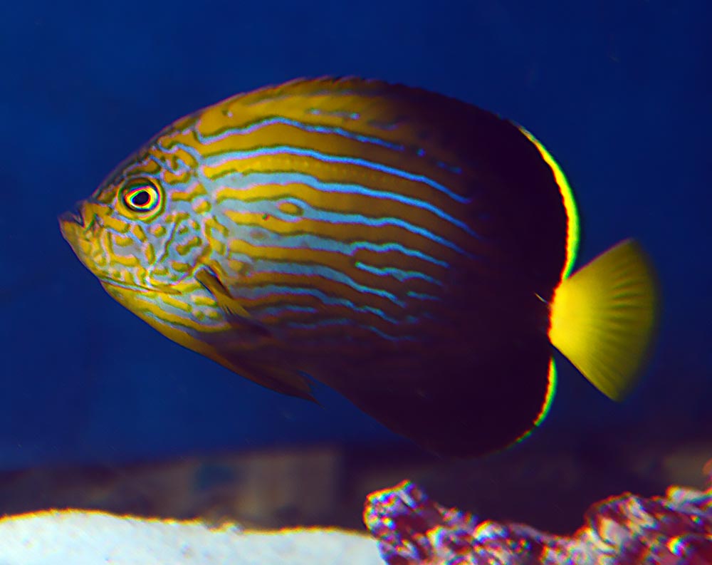 This young adult Maze Angelfish is on display at the Lake Superior Zoo in Duluth, MN. It was captive-bred by Bali Aquarich in 2016. Could experimental breeding lend support to the hypothesis that this "species" is, in fact, a naturally occurring hybrid? Image credit: Matt Pedersen