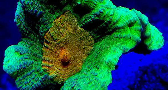 Mystery Coral: A Frag with a Future