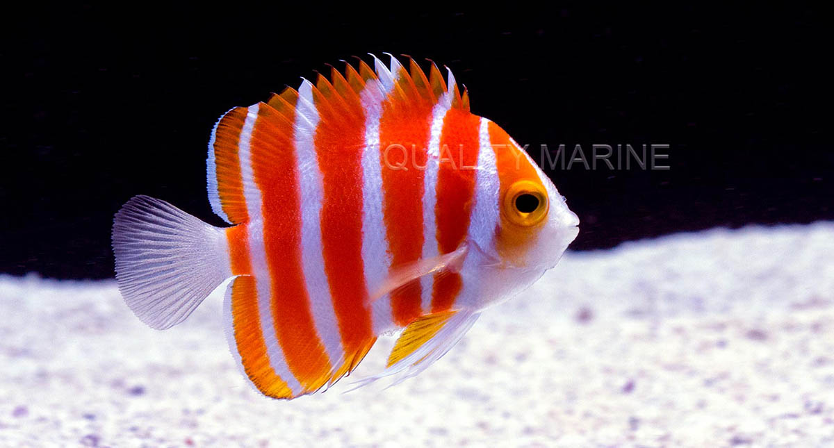 A gorgeous deepwater Peppermint Angelfish, <em>Paracentropyge boylei</em>, leads the parade of exceptionally rare fishes which Quality Marine received in a shipment from the Cook Islands. Image credit: Nick Neumann at Quality Marine.