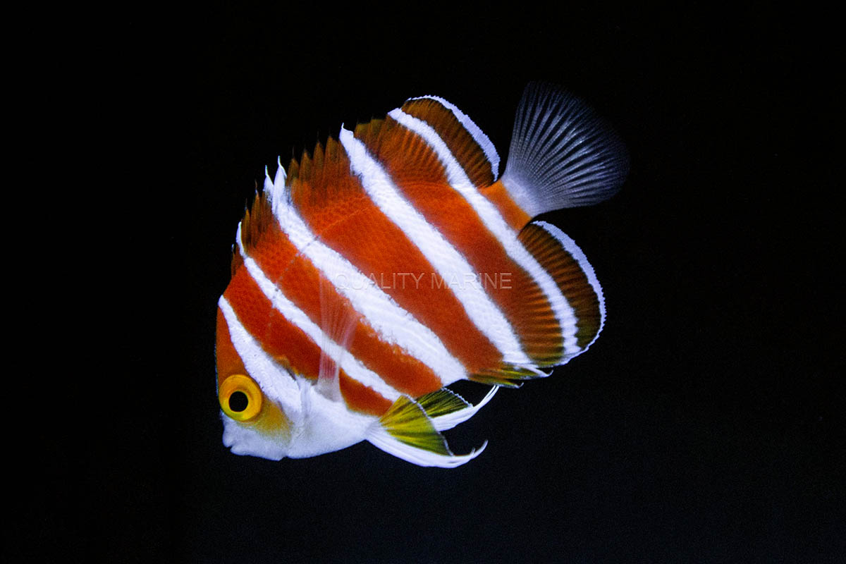 Another look at the rarely encountered Peppermint Angelfish, so coveted in fact that if you have to ask how much, you probably can't afford it! Image credit: Nick Neumann at Quality Marine