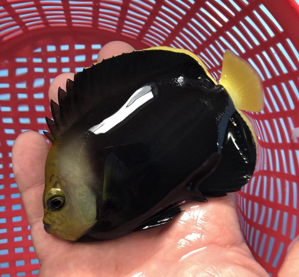 Black Phantom Angelfish broodstock showing the mature coloration for this suspected undescribed species. A mostly black flank, and a solid yellow caudal fin, are diagnostic traits among several closely related species. Image courtesy Poma Labs.