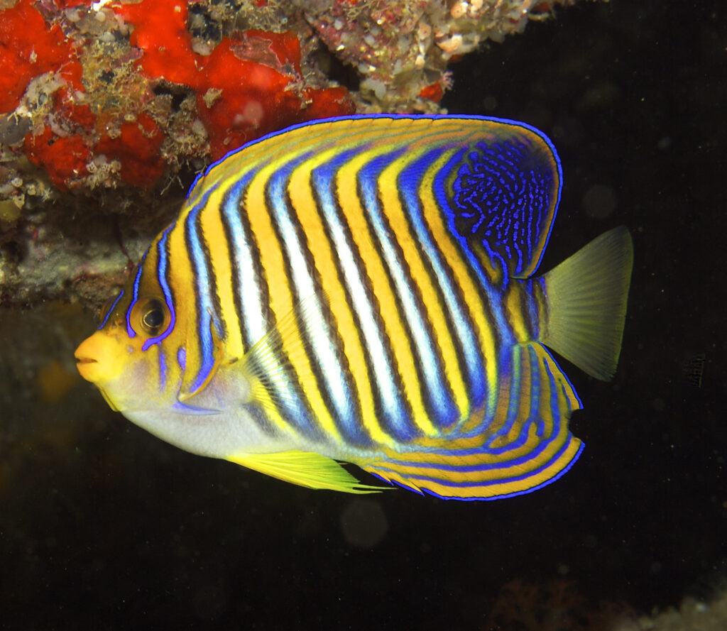 The more commonly seen gray-breasted form of the Regal Angelfish, Pygoplites diacanthus, typically imported from Indonesia, the Philippines, as well as short supply chain origins such as Fiji. Image credit: Nick Hobgood, CC BY-SA 3.0