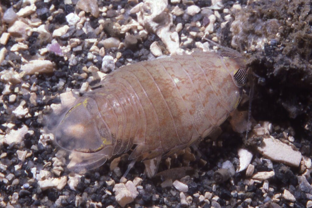 This is a predatory isopod that consumes fish, such as small salmon. Also has attempted to consumes invertebrate zoology students.