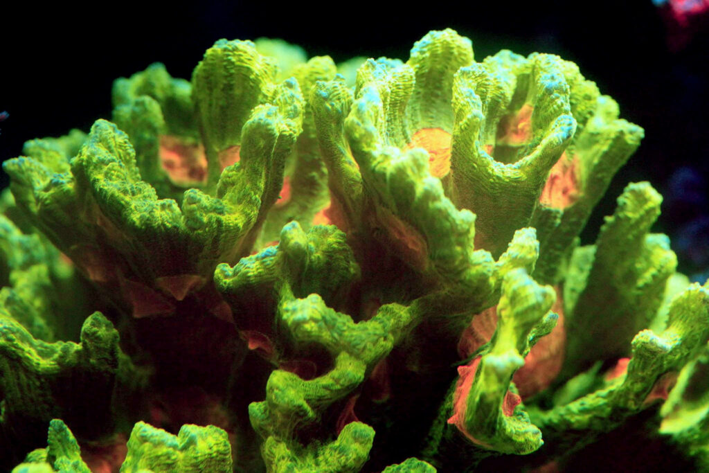 The mother colony of the author's frag. Image couresty Greg's Corals , Levittown, PA.