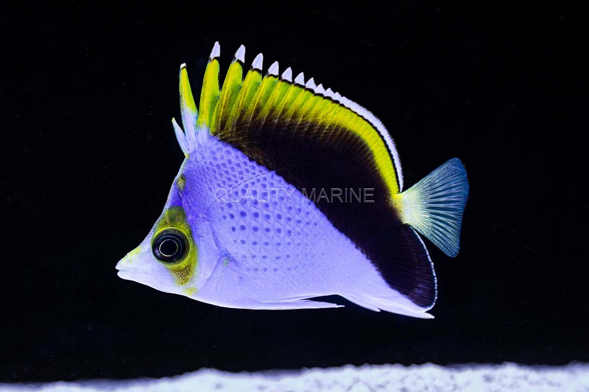 The Tinker's or Tinker Butterflyfish, Chaetodon tinkeri, belongs to a group of deepwater dwelling butterflyfishes that are generally considered to be somewhat "reef safe", or at least far less risky than most of their relatives. Image credit: Nick Neumann at Quality Marine