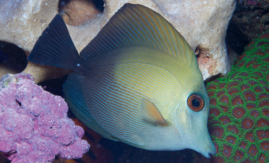 Zebrasoma scopas, sometimes called the Brown Tang, in normal coloration. Image credit: Dr. Dieter Brockmann
