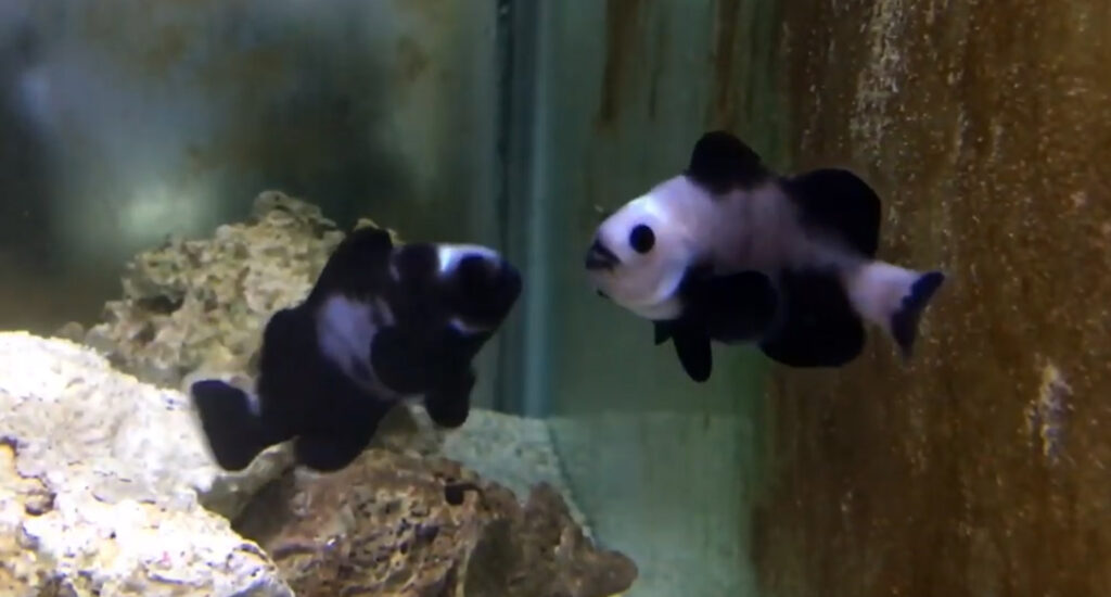 A very strange pair of abberant Black Ocellaris-type clownfish are shown in a video as "Zombie" Clownfish. Video still, from Lunar Aquatics.