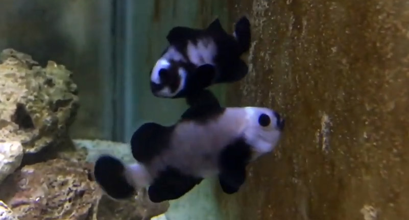 With virtually no information to go on, we're left to speculate about these "Zombie" Clownfish from Lunar Aquatics.