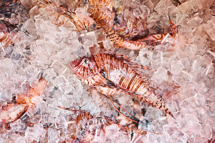 FWC’s 2019 Lionfish Challenge Begins with Record Removals