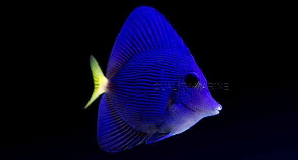 Captive-Bred Purple Tangs Arrive at Quality Marine