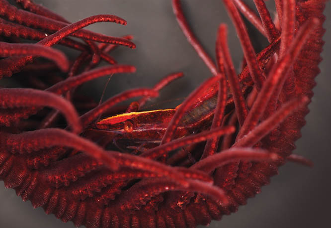 A gold blaze on the rostrum is the only giveaway revealing the presence of the maroon Cristimenes brucei hiding among the arms of a similarly-colored feather star.
