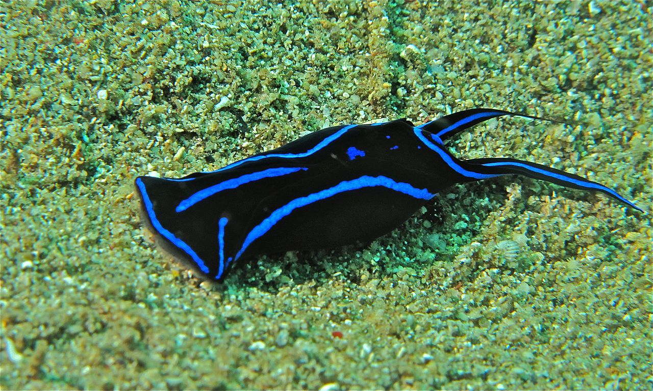Chelidonura varians, generally called the Blue Velvet "Nudibranch", is known as a predator of pest planarians in the aquarium trade. Image credit: Bernard Dupont - CC BY-SA 2.0