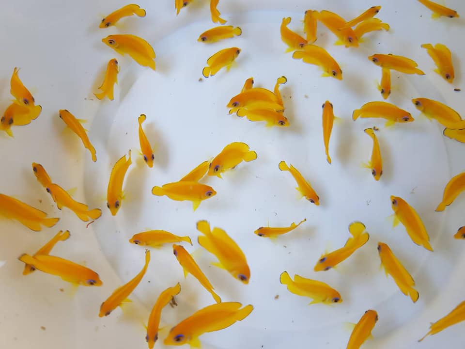 From May 2019, a beautiful group of captive-bred Lemonpeel Angelfish, Centropyge flavissima, produced by Bali Aquarich and headed out into the marine aquarium trade.