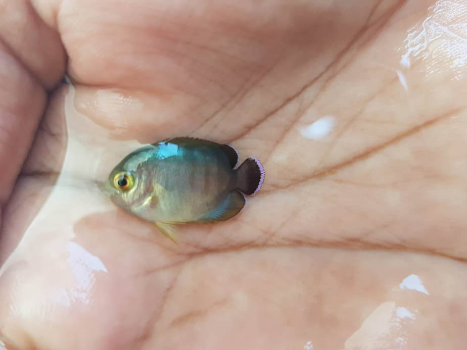 Still showing hints of the blue sheen seen in larval Centropyge, this baby captive-bred C. eibli is just transitioning to juvenile coloration.