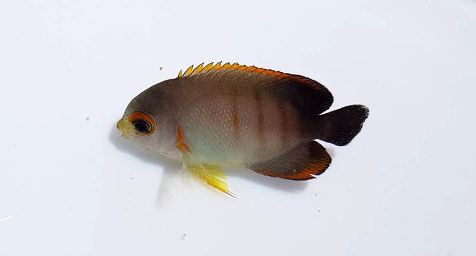 An adorably tiny captive-bred Centropyge eibli produced by Bali Aquarich.