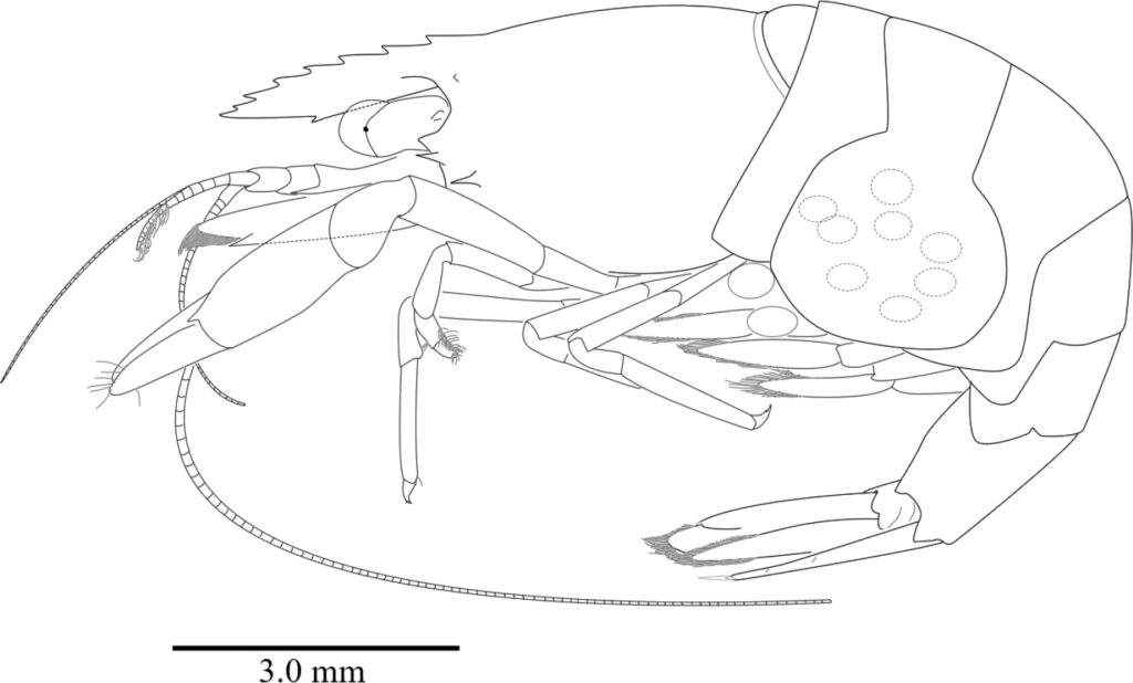 Cristimenes brucei sp. nov., lateral aspect. Ovigerous female holotype pocl 3.65 mm (NIBRIV0000841118).