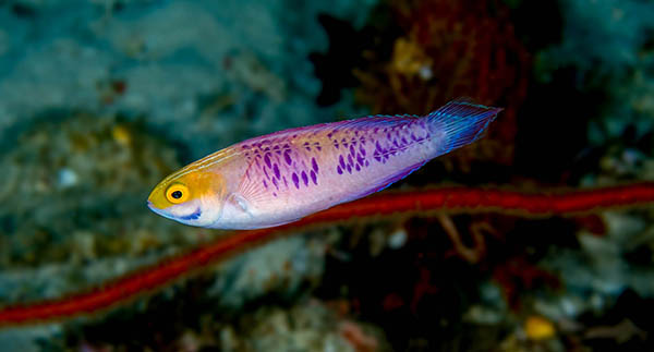 Vibranium Fairy Wrasse: An Exciting New Fish Species
