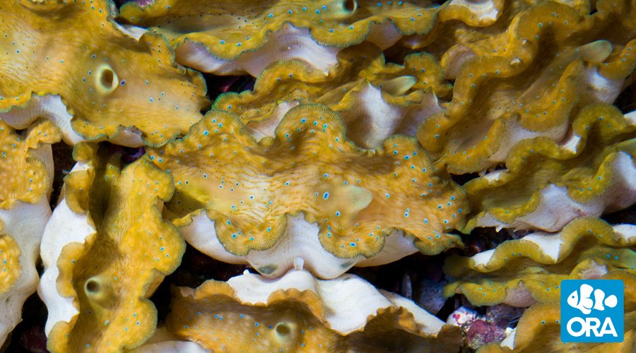 Baby Giant Clams, Tridacna gigas, produced by ORA at their Marshall Islands Mariculture Facility (MIMF).
