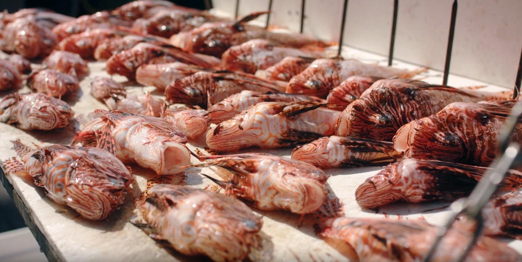 All in a day's dive: Invasive lionfish, destined for the dinner plate!