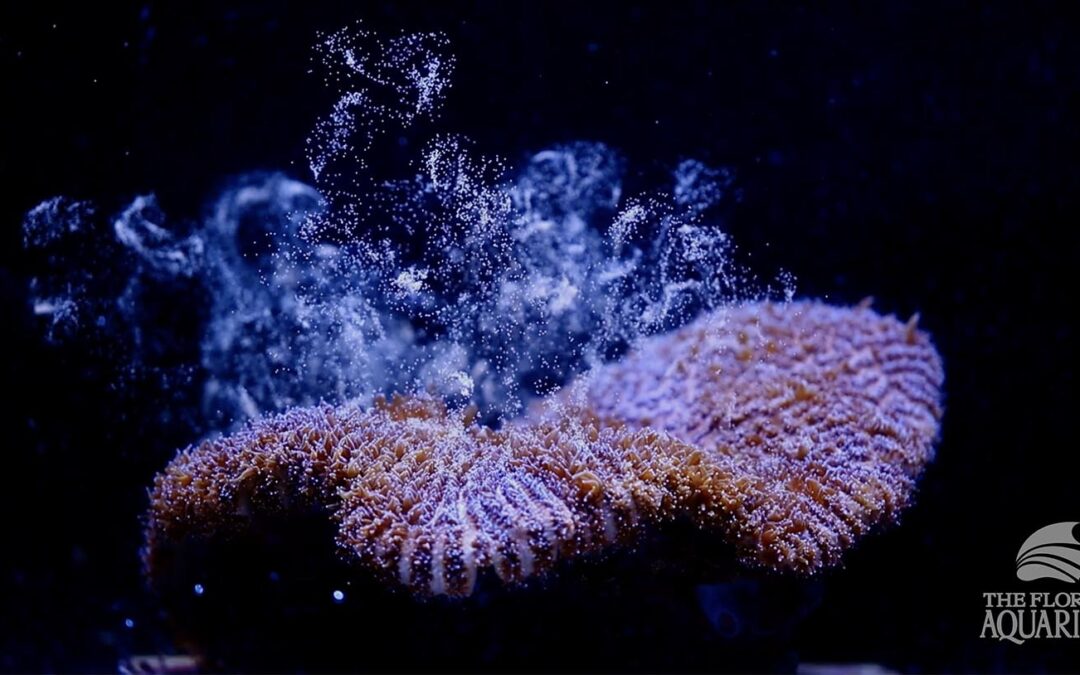 Florida Aquarium Successfully Spawns Pillar Coral