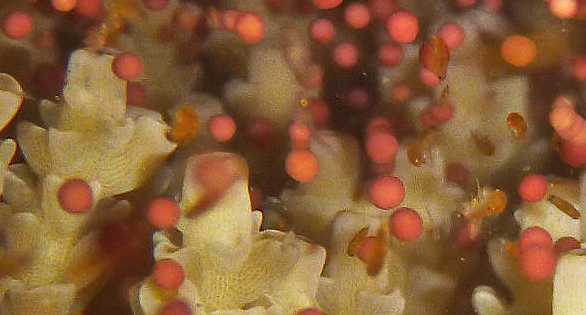 Coral Spawning: Out of Sync and In Major Trouble