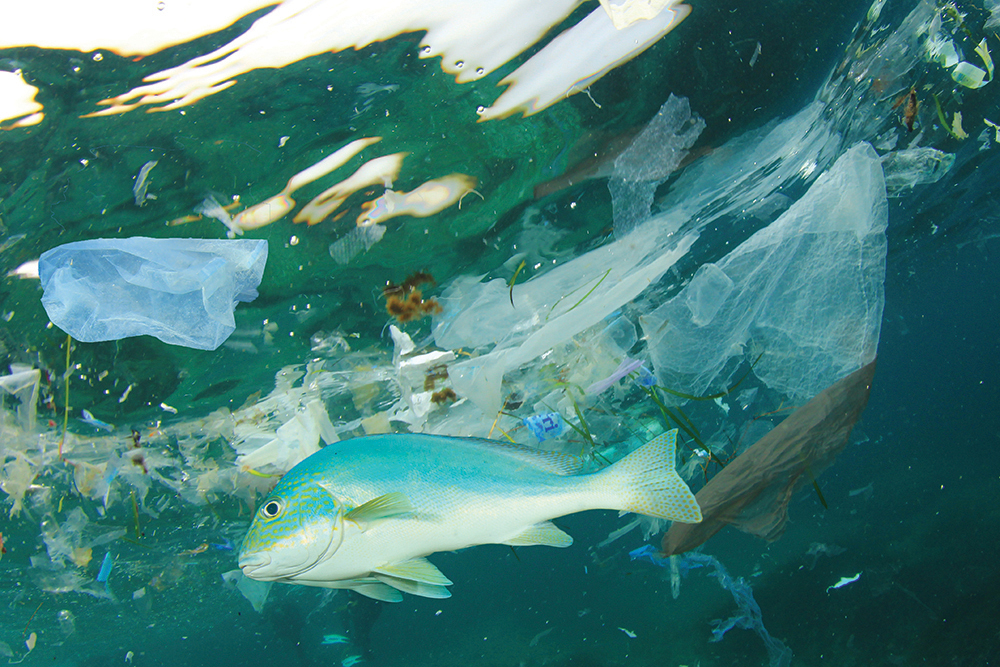 Microplastics: The invisible plague in aquatic food webs