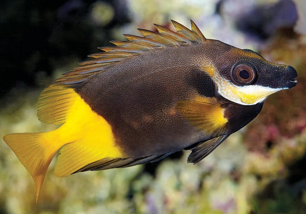 Can you identify this coral reef fish? Image by D. Knop/Koralle.