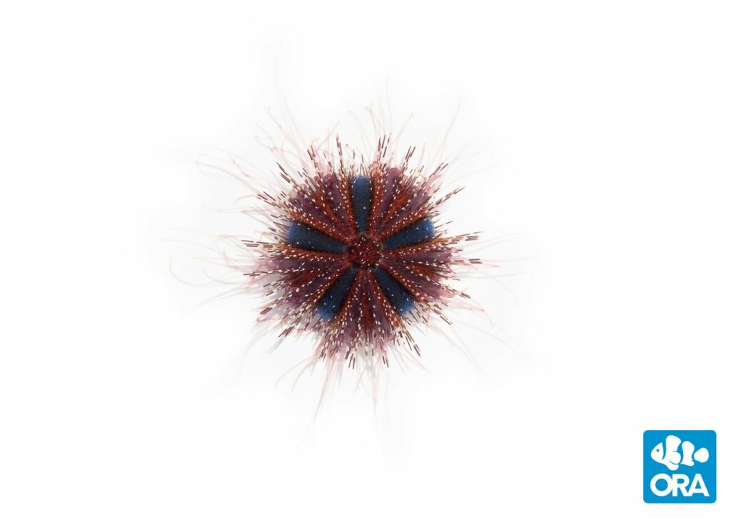 A representative of the blue variant of Tuxedo Urchin being produced by ORA.