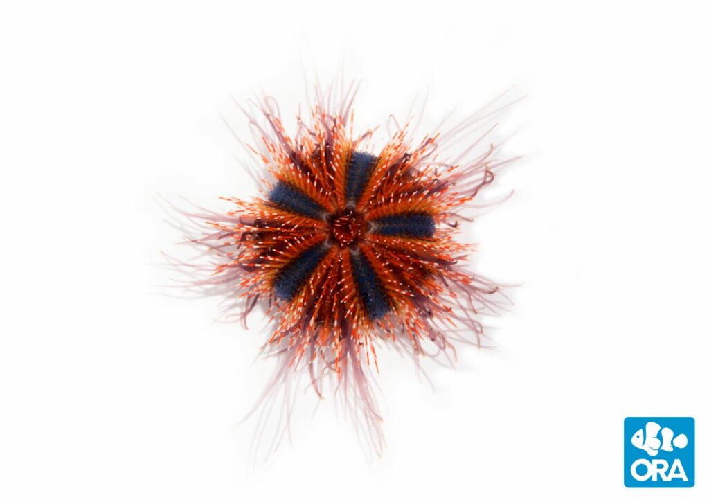 A representative of the red variant of Tuxedo Urchin being produced by ORA.