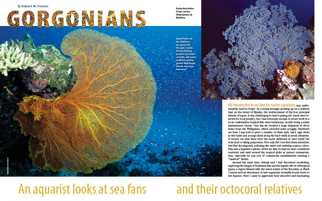 CORAL Magazine New Issue “FIREFISHES” Inside Look