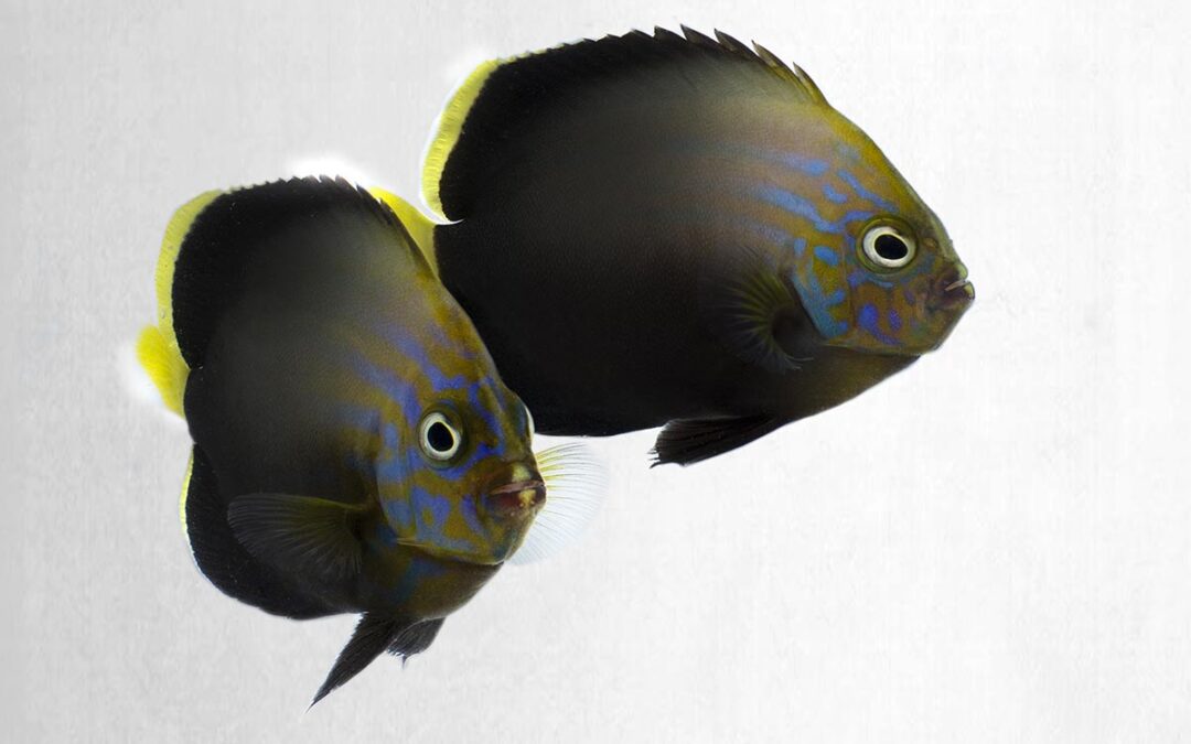 Poma Labs Introduces Blue Phantom Hybrid Angelfish